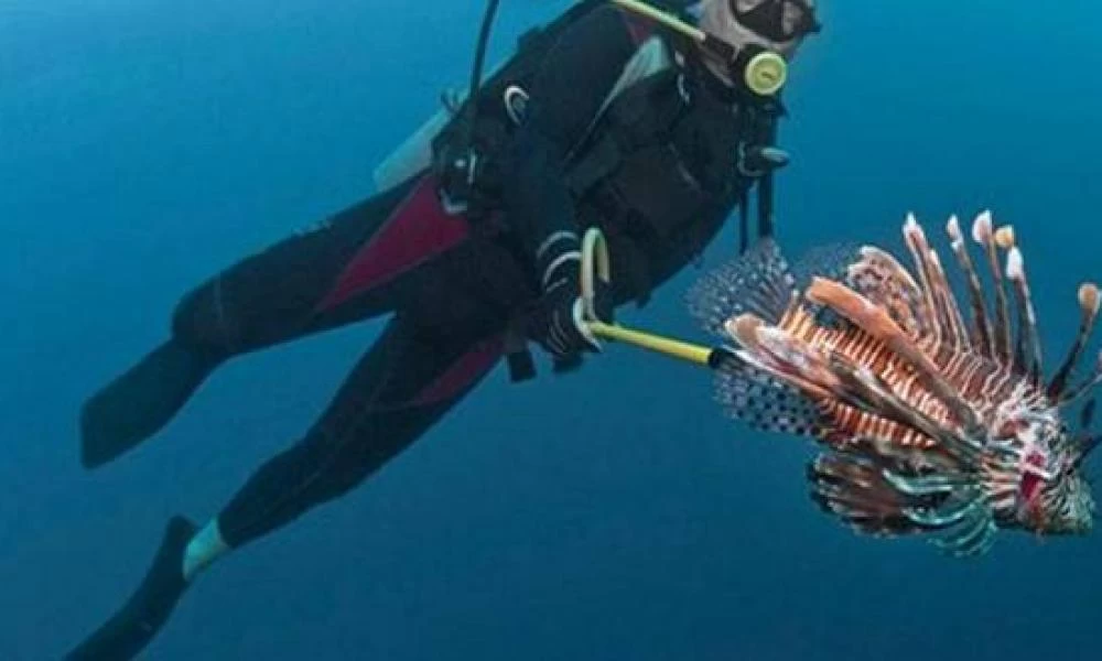 Ρέθυμνο: Έλληνες δύτες στη μάχη κατά της εισβολής Λεοντόψαρων (βίντεο)